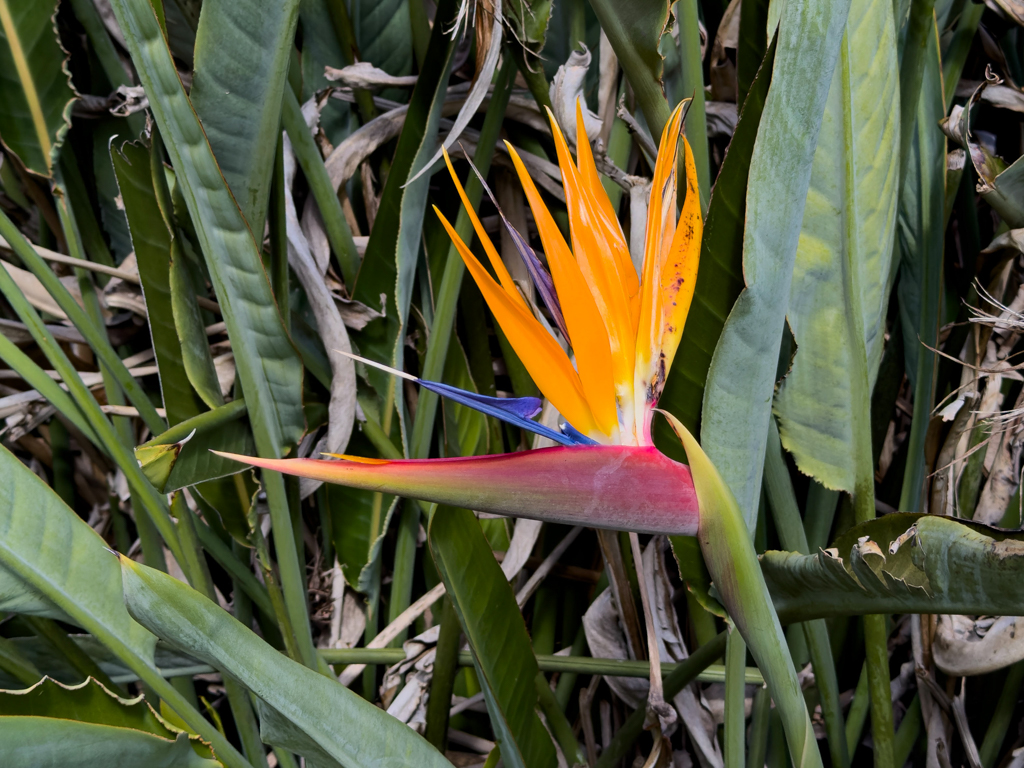 Strelitzie, Paradiesvogelblume - Strelitzia reginae - Blüten im Park von Wangaratta