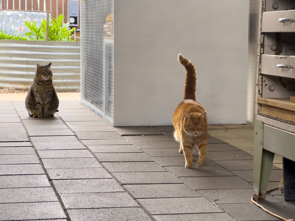 Ginger und Cheetah