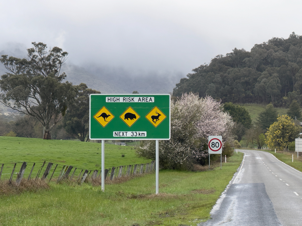 Australisches Wildlife! Nach Whitfield geht es über einen kleinen Pass auf 850 m.ü.M.
