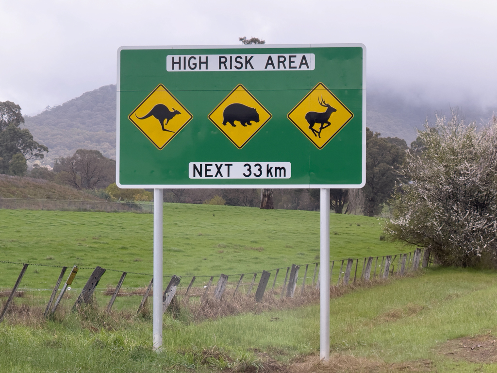 Australisches Wildlife! Wir sehen viele Wombats und Kängurus, leider aber nur im Strassengraben :-(