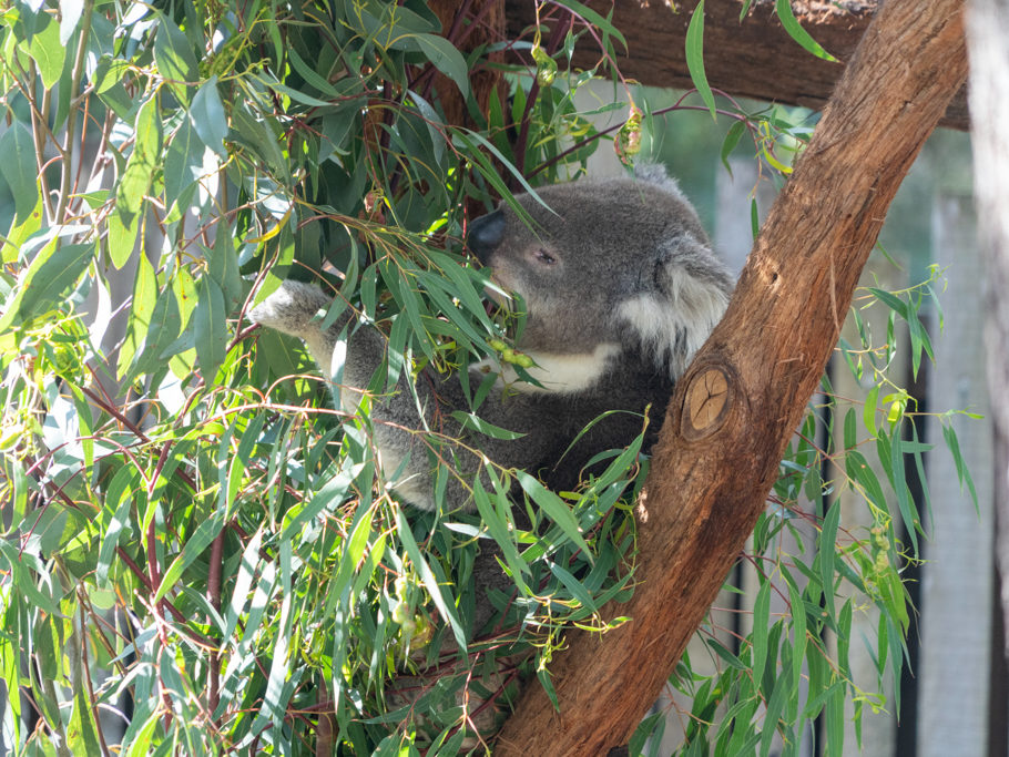 Koala frisst Eukalyptusblätter