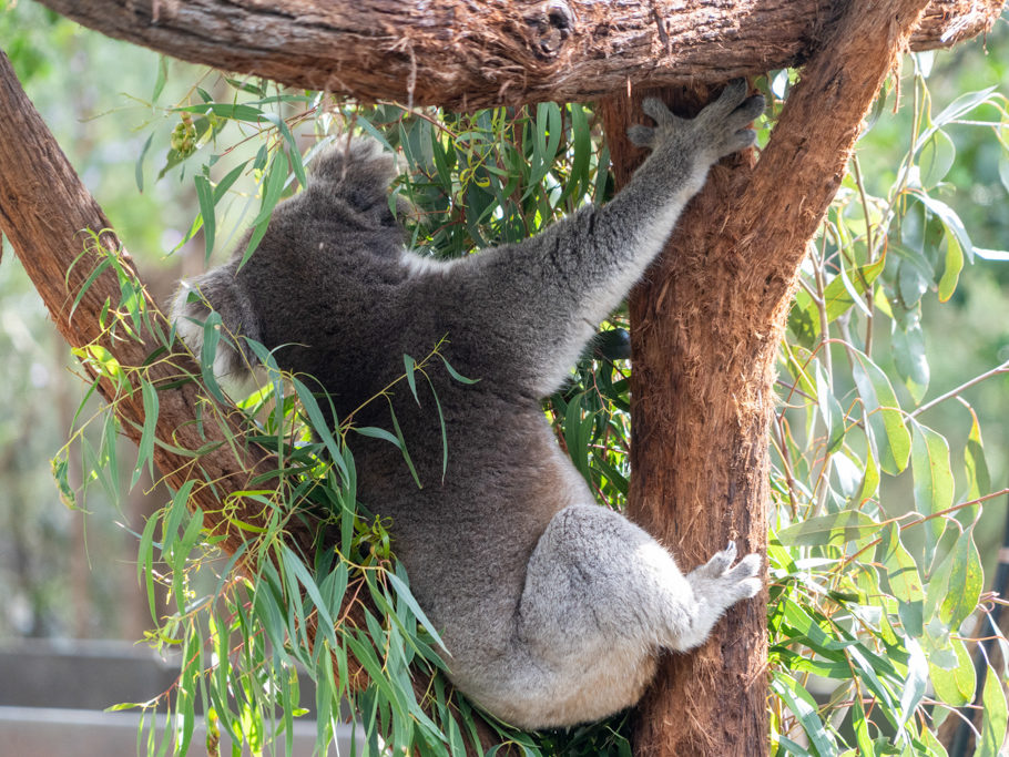 Koala