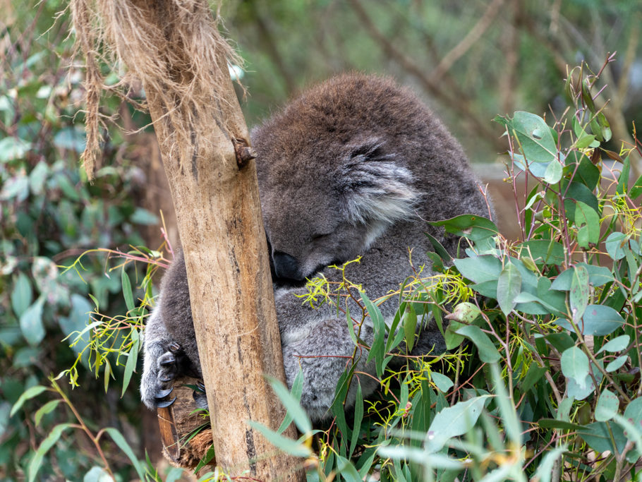 Koala hält einen Verdauungsschlaf. Plötzlich bewegt sich etwas an seinem Bauch...