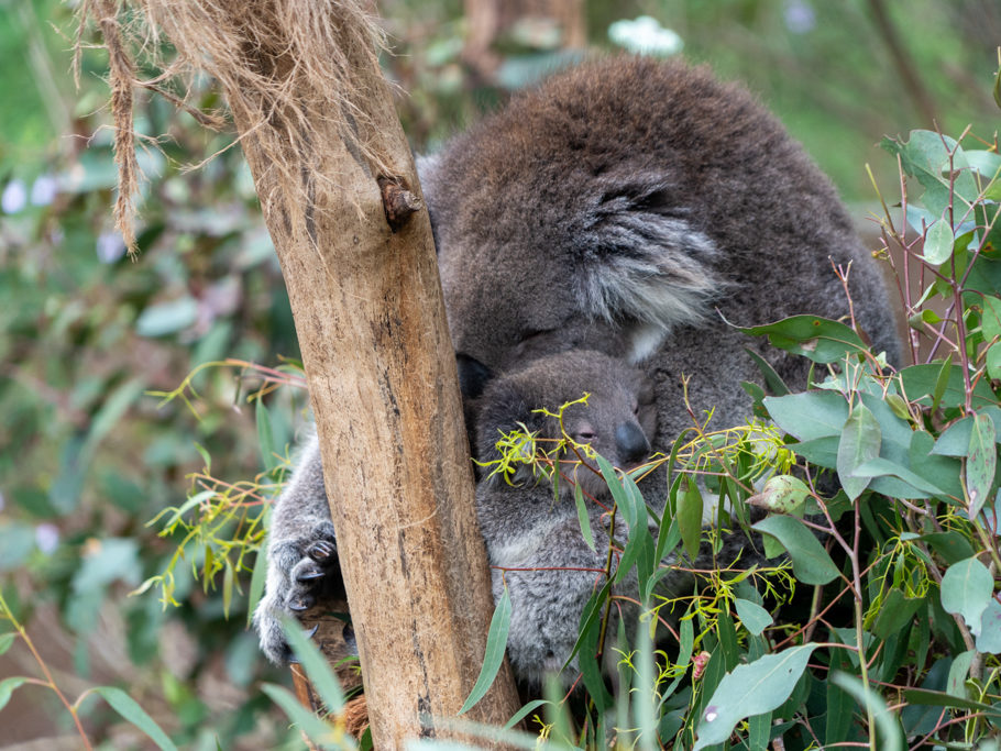 ein Joey, ein kleiner Koala guckt schläfrig aus dem Beutel