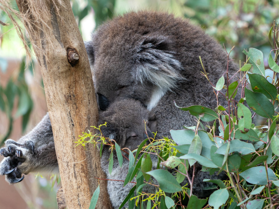Koala-Mutter mit ihrem kleinen Koala im Beutel macht etwas "Yoga" und zeigt die Krallen