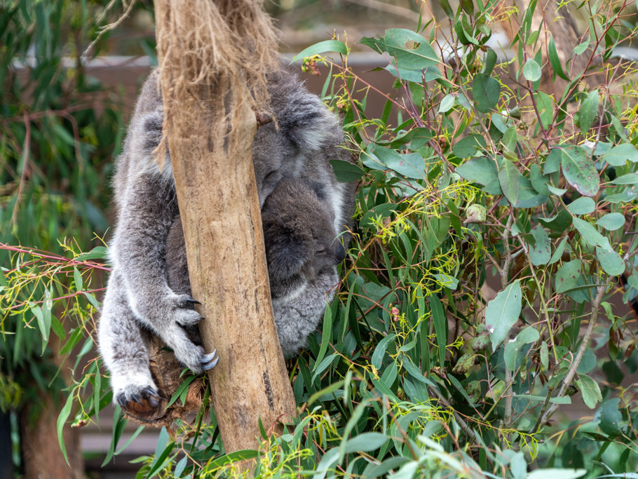 Koala-Mutter mit ihrem kleinen Koala im Beutel machen ein Nickerchen im Baum