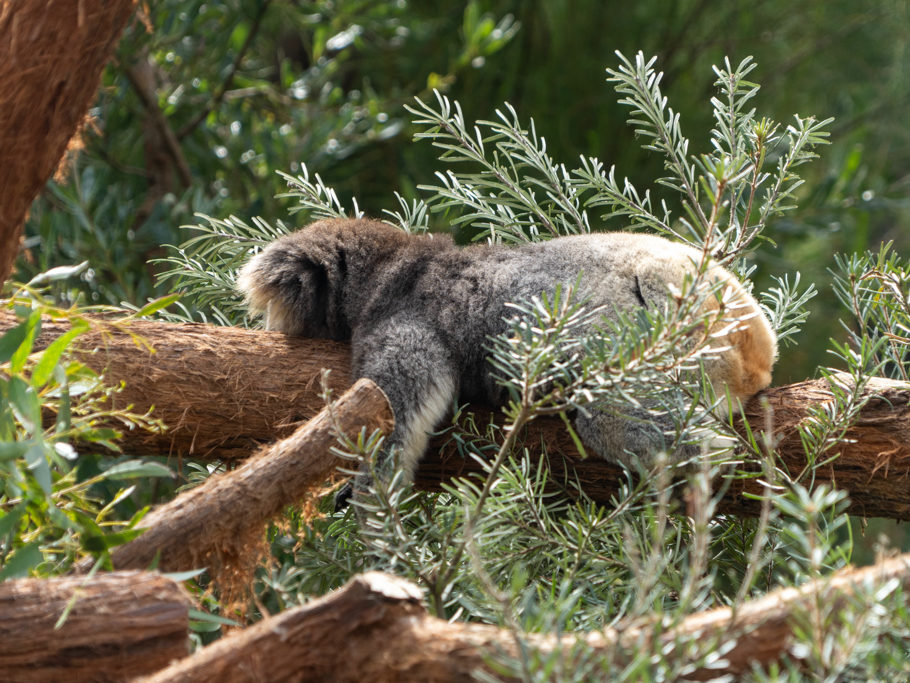 Koala liegt faul herum
