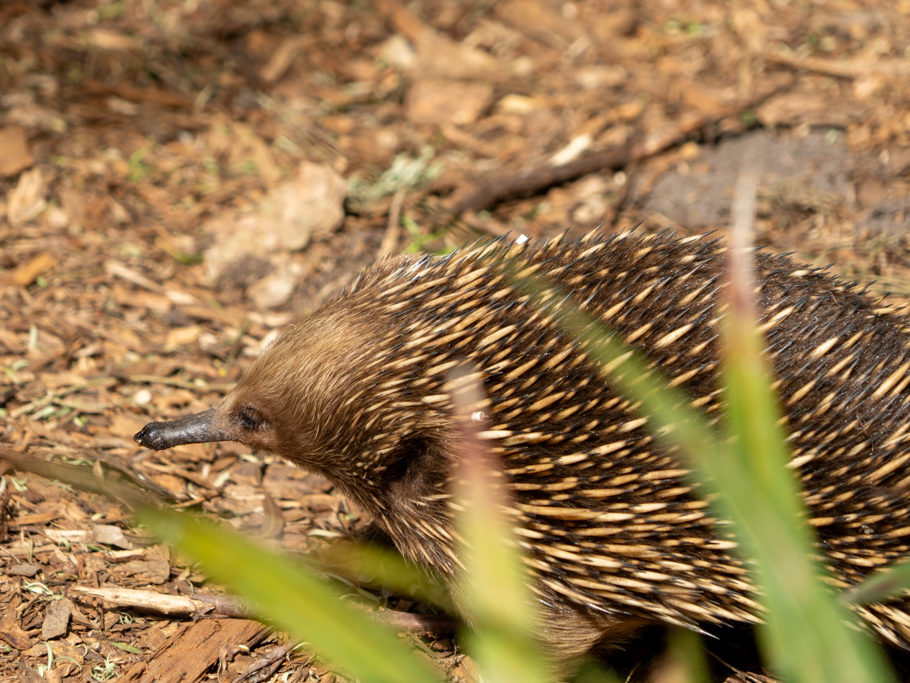 Echidna