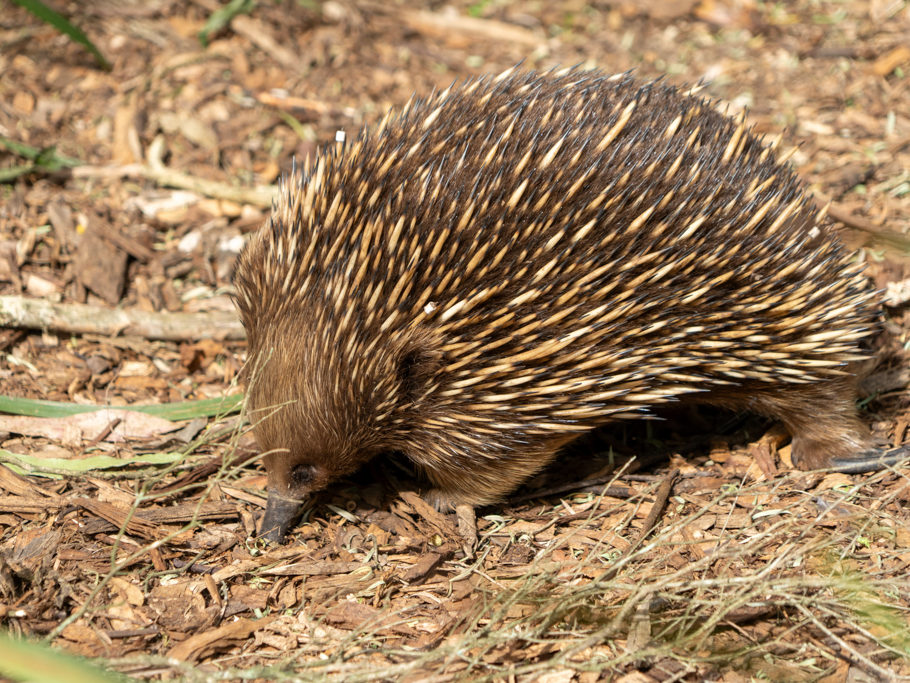 Ein Echidna stochert und schnüffelt im Boden herum
