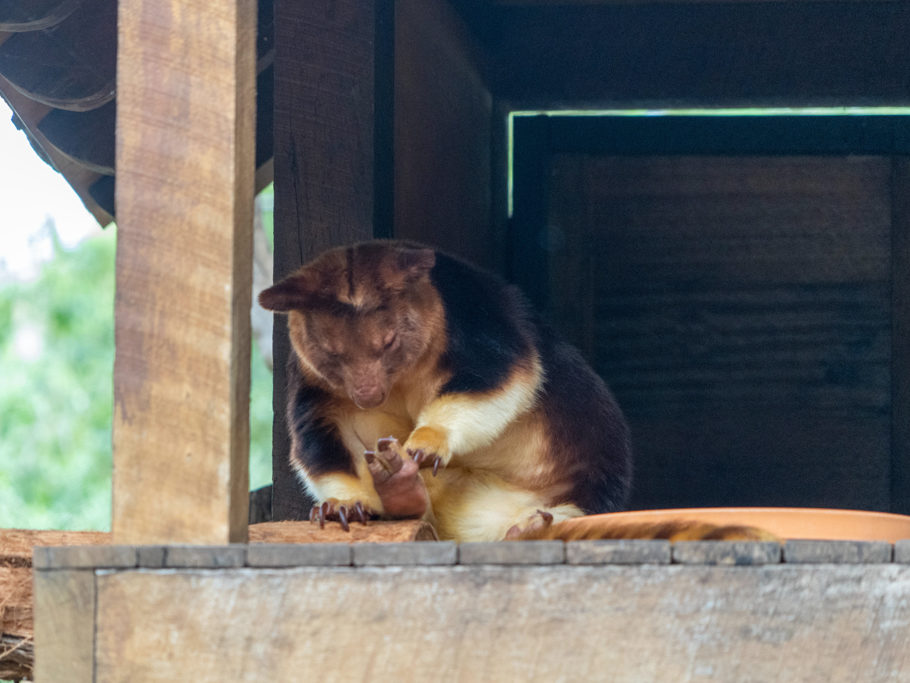 Baumkänguru