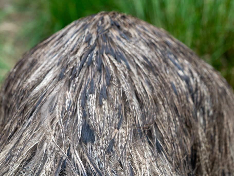 Wessen Haar- bzw. Federschopf ist das?