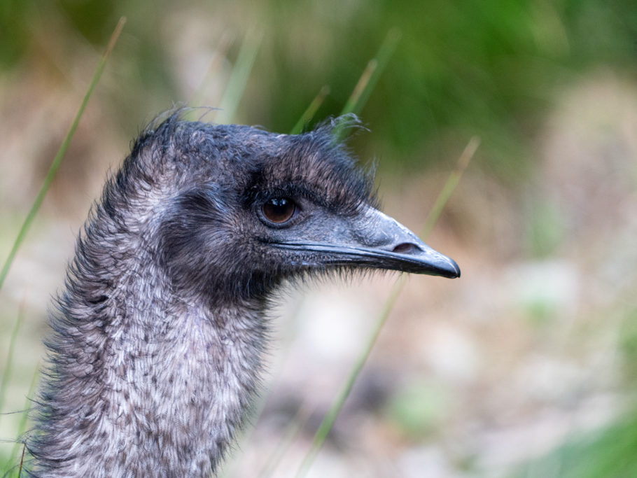 Vogel Emu