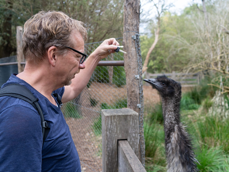 Jo spielt mit dem Emu - hoffentlich ist der Autoschlüssel nicht in Gefahr!