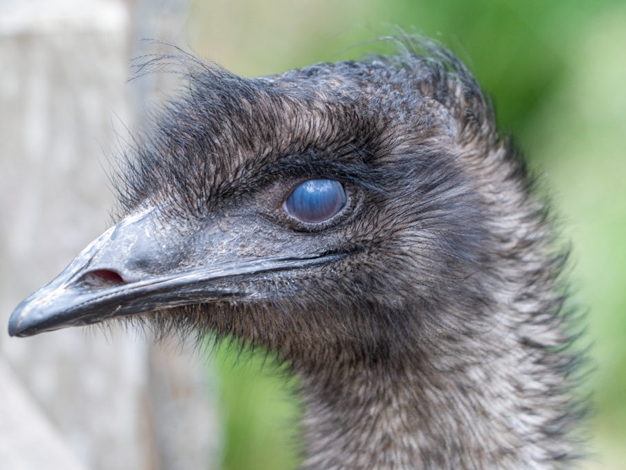 Das Emu zwinkert...