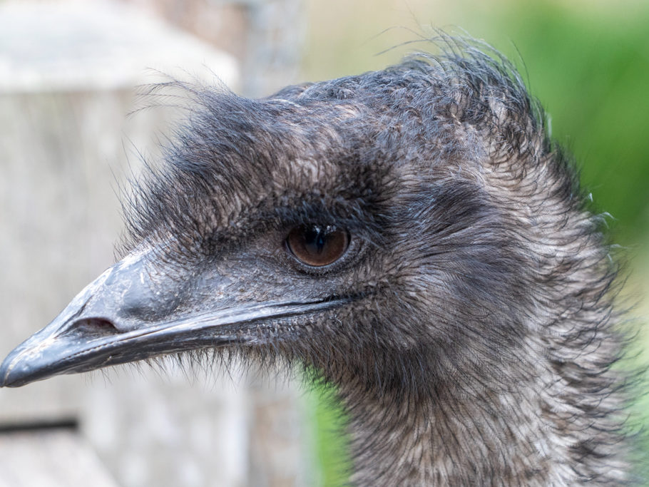 Emu