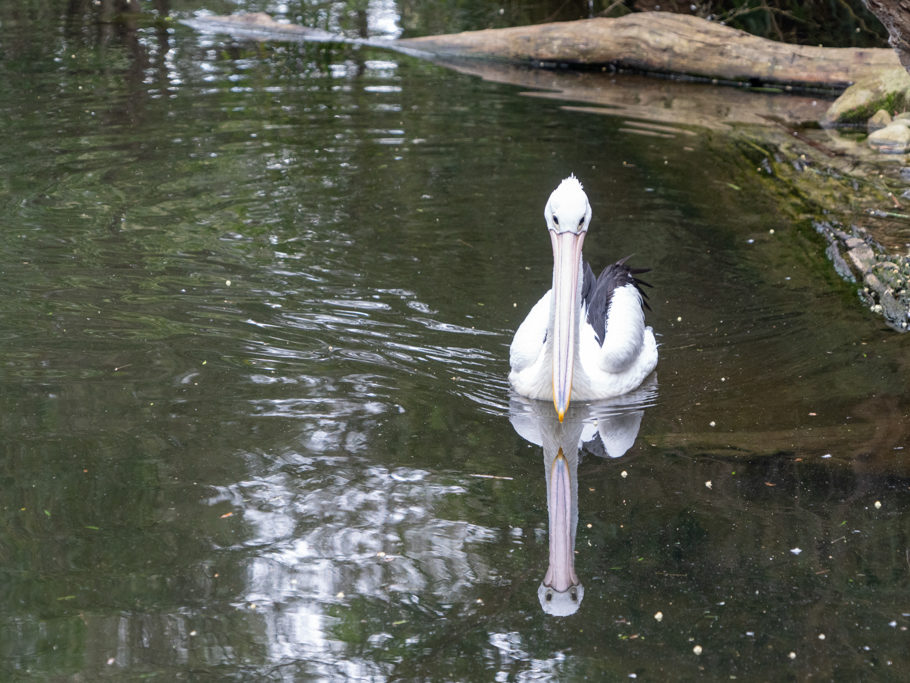 Australischer Pelikan