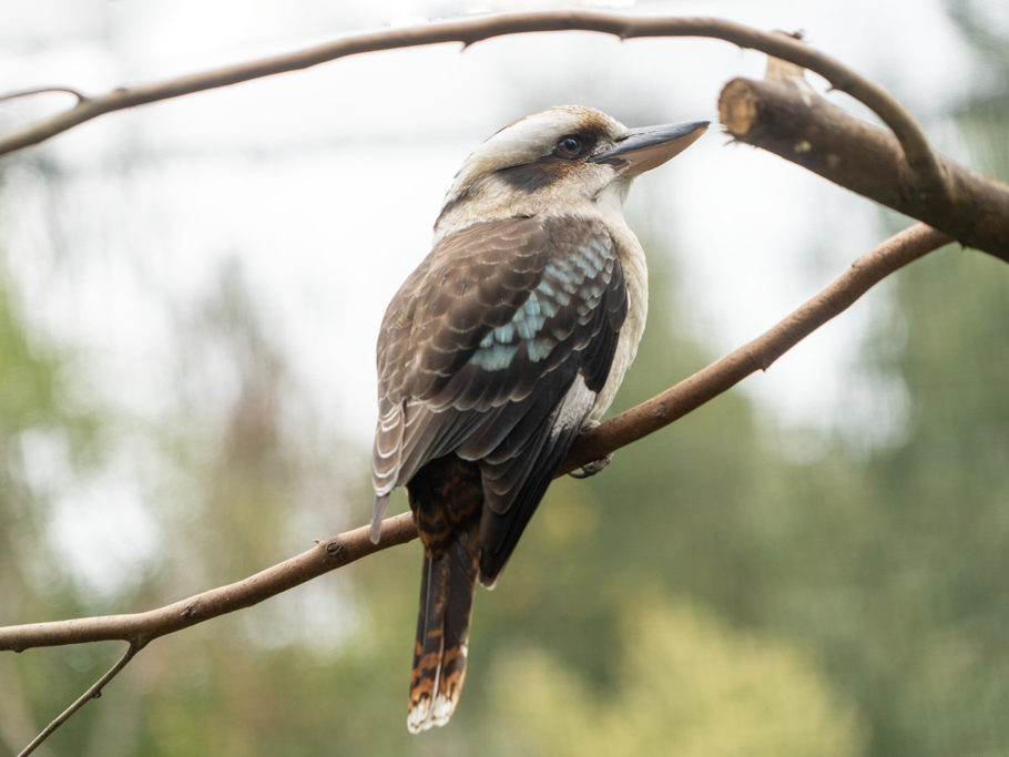 Lachender Hans, Kookaburra - Dacelo novaeguineae