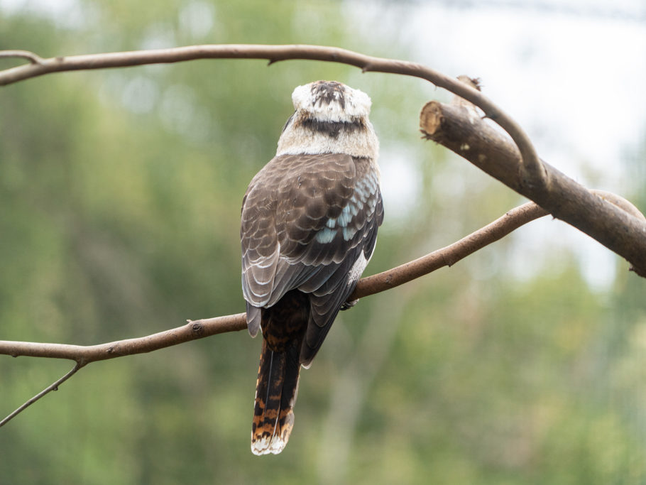 Lachender Hans, Kookaburra - Dacelo novaeguineae