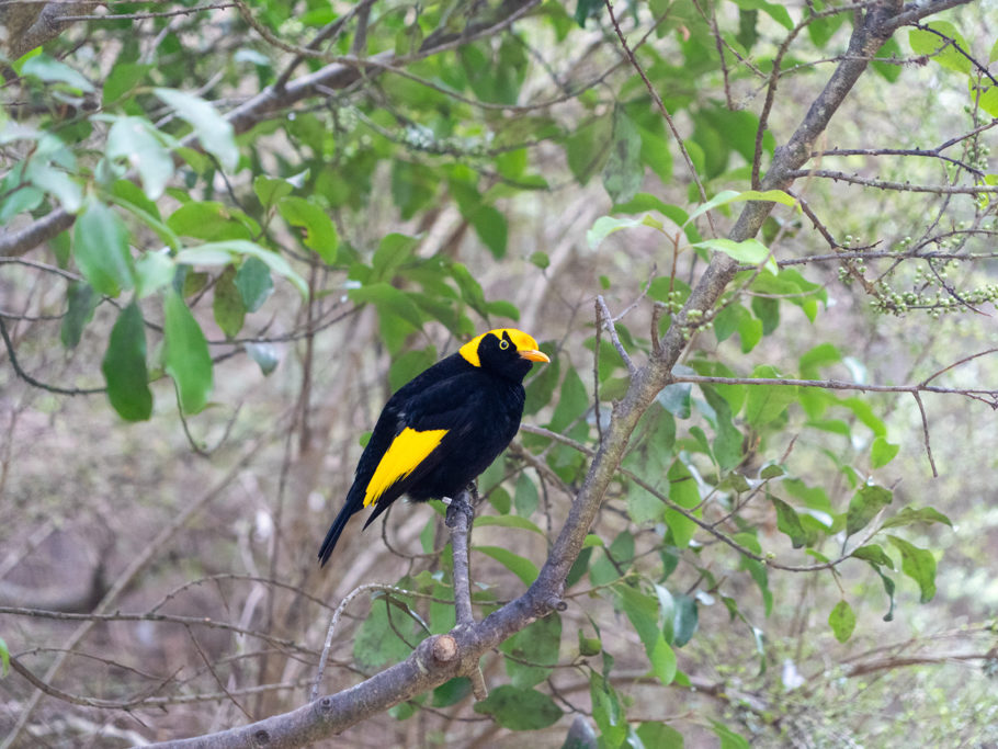 Gelbnackenlaubenvogel - Sericulus chrysocephalus