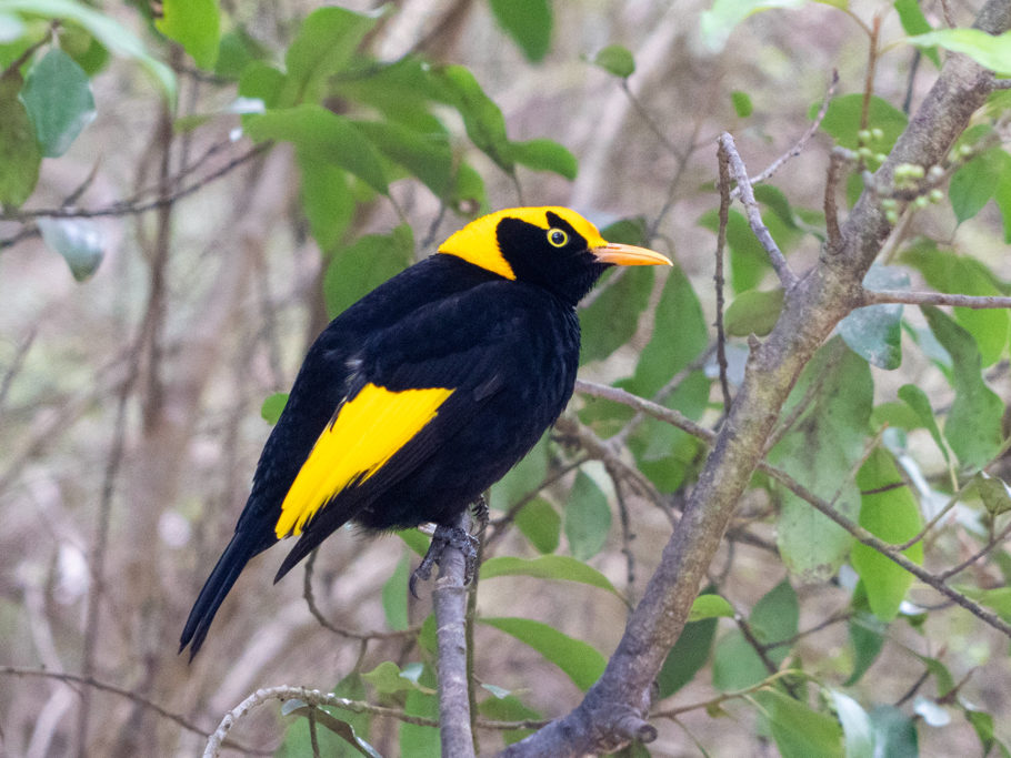 Gelbnackenlaubenvogel - Sericulus chrysocephalus