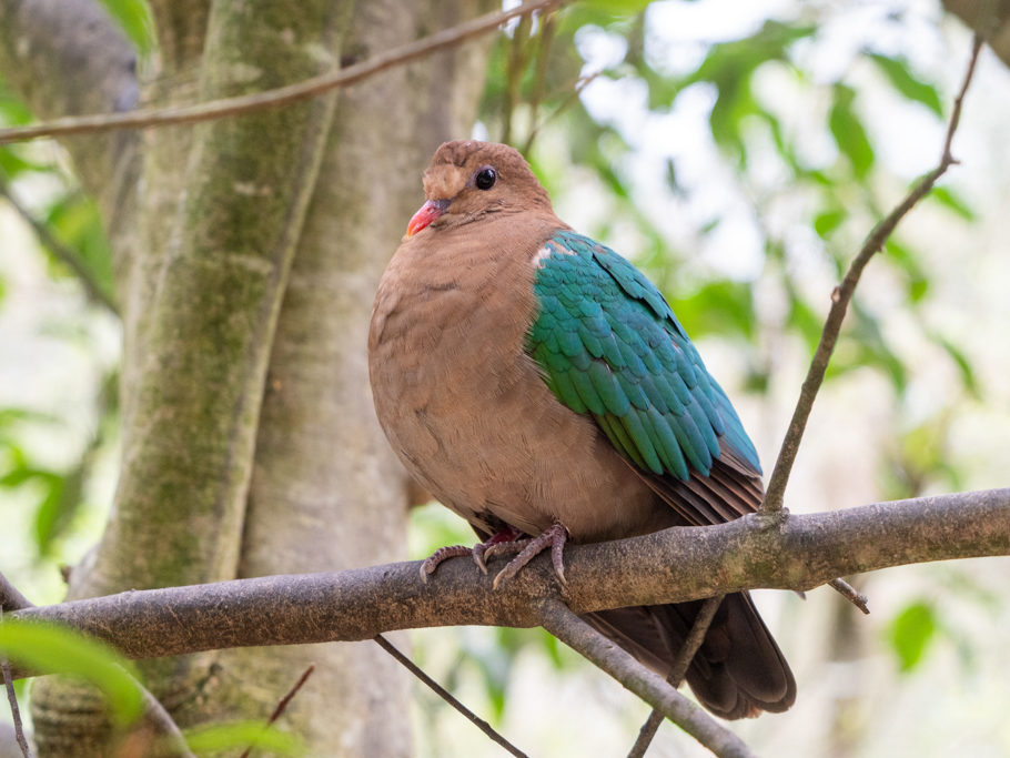 Glanzkäfertaube - Chalcophaps indica