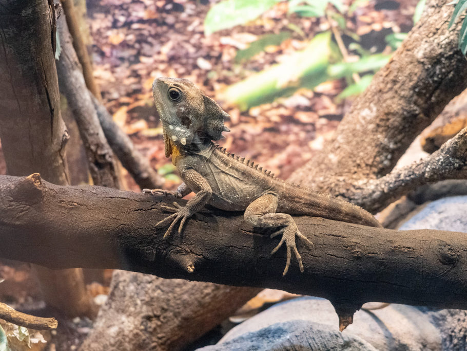 angle headed dragon, Engelskopfagame