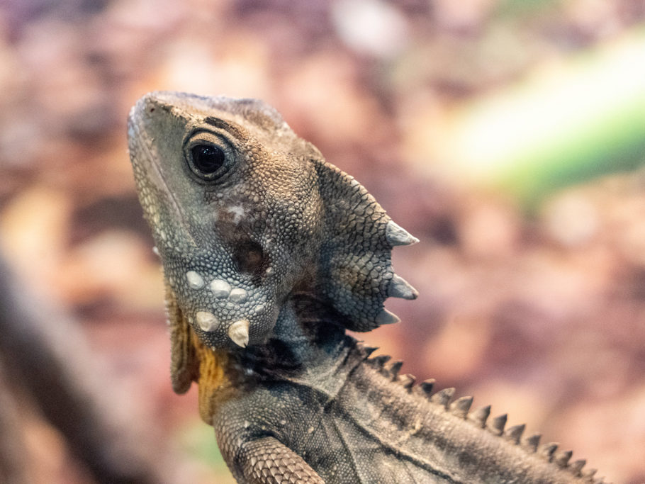 angle headed dragon, Engelskopfagame