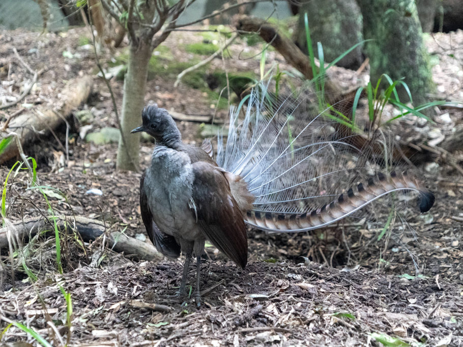 Superb Lyrebird