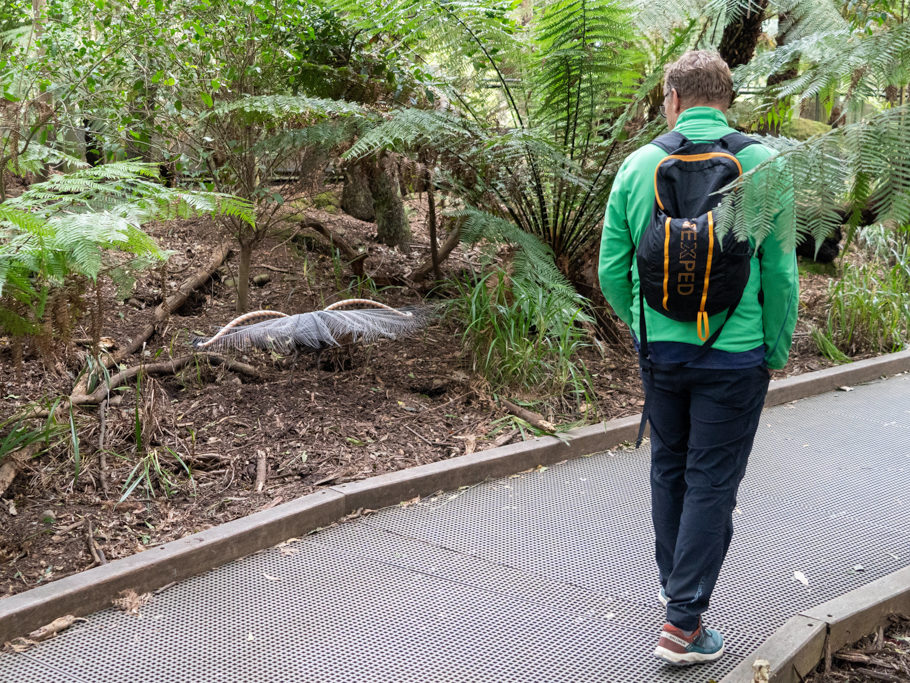 Superb Lyrebird