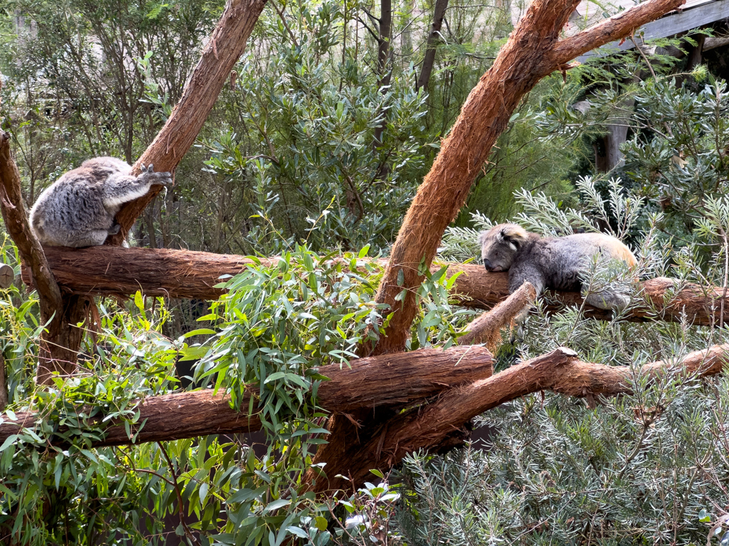 Koalas sitzen und liegen faul herum