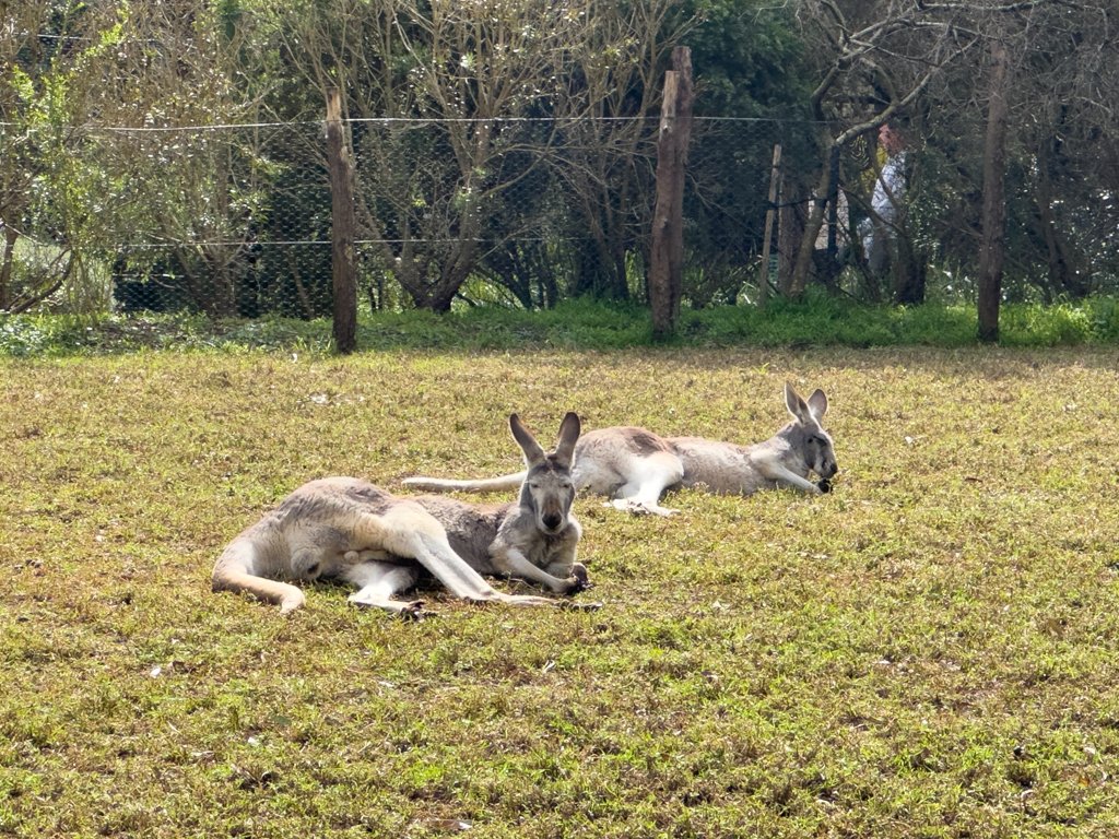 Graue Riesenkängurus geniessen ein Sonnenbad im Frühling