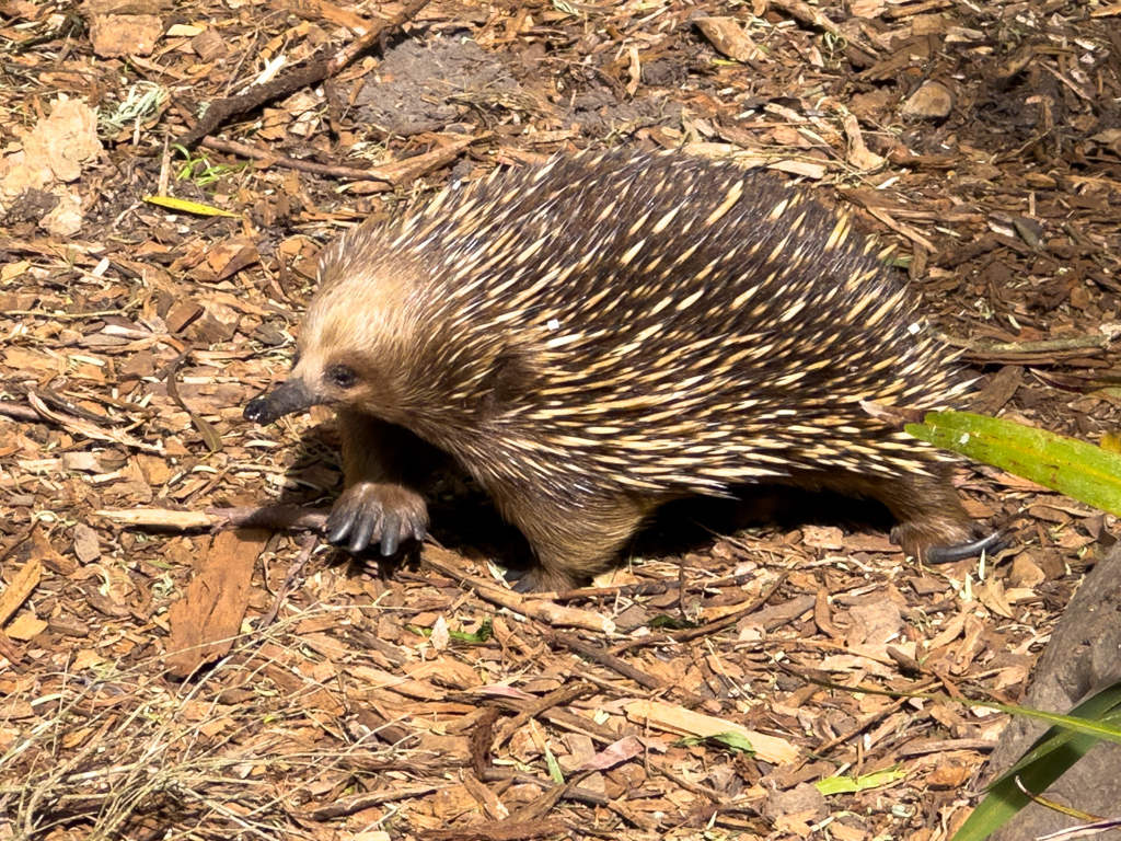 Echidna, Ameisenigel oder Schnabeligel