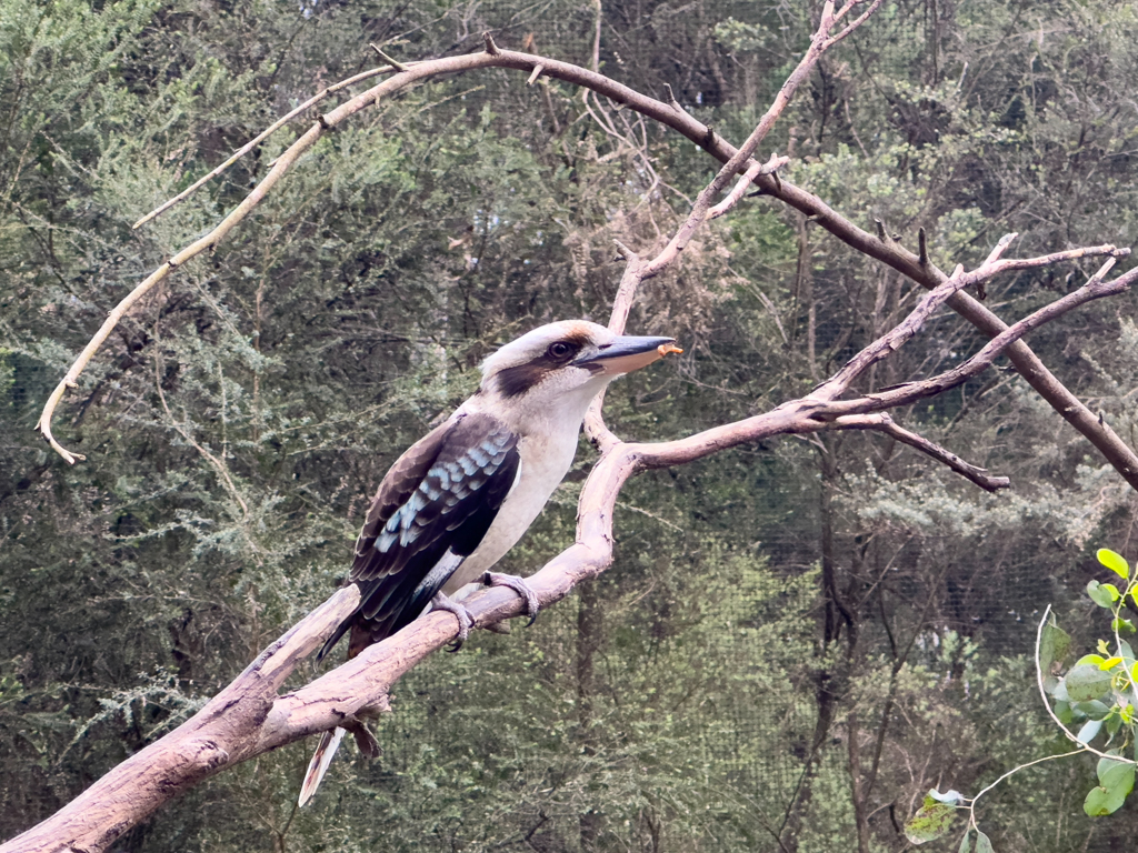 Lachender Hans, Kookaburra - Dacelo novaeguineae - frisst einen Mehlwurm