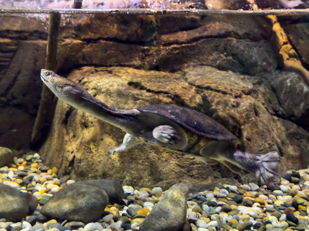 Wasserschildkröte