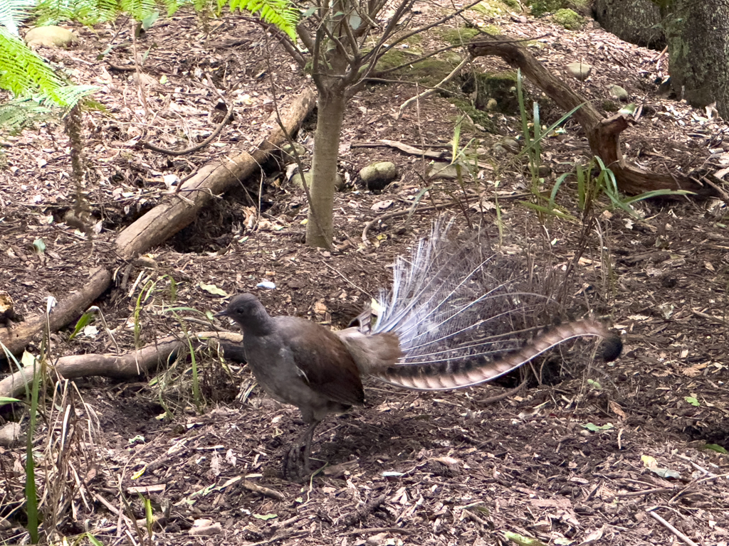 Superb Lyrebird