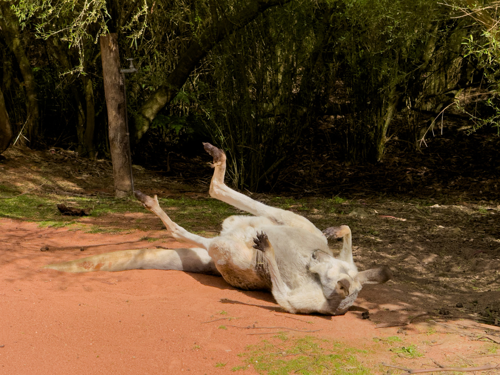 Ein graues Riesenkänguru wälzt sich in der Sonne im Sand
