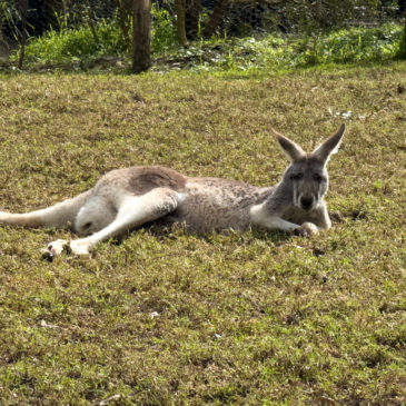 Halesville Sanctuary: Heimische Fauna ganz nah…