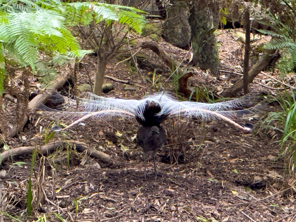 Superb Lyrebird