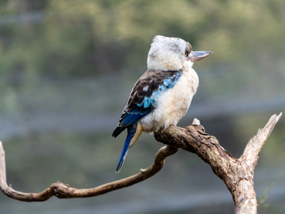 Lachender Hans, Kookaburra - Dacelo novaeguineae