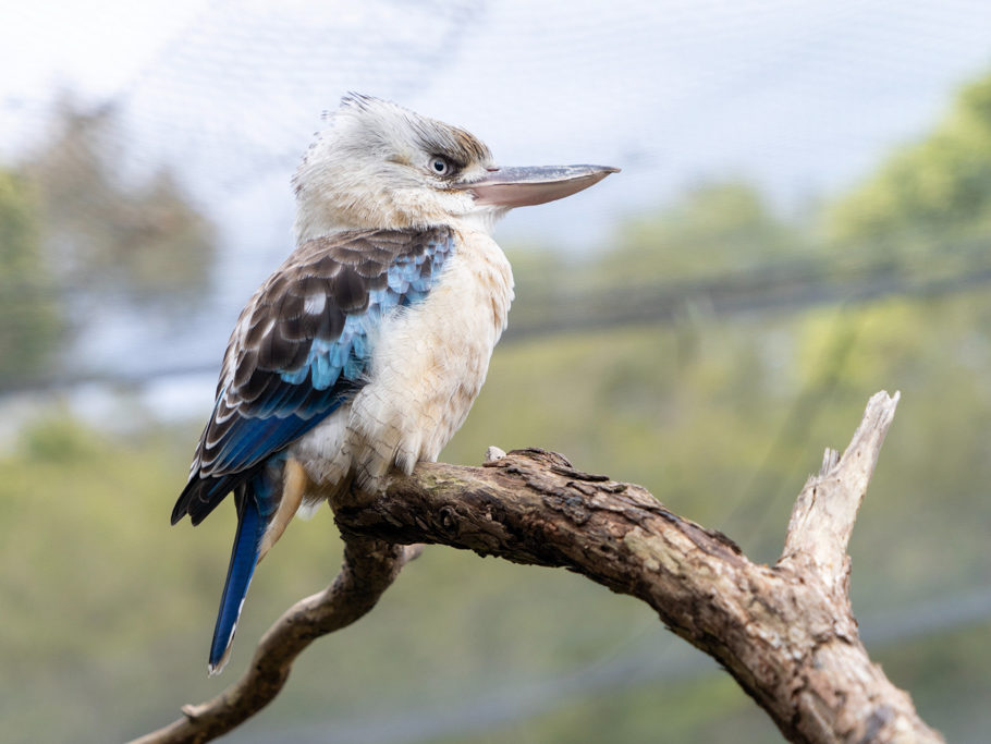 Lachender Hans, Kookaburra - Dacelo novaeguineae