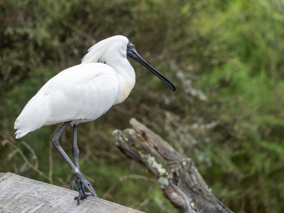 Königslöffler - Platalea regia