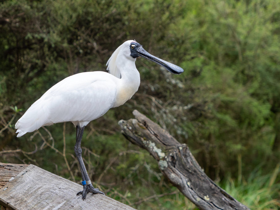 Königslöffler - Platalea regia