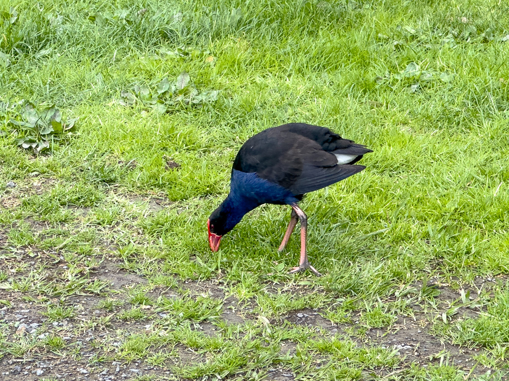 Australisches Purpurhuhn - Porphyrio melanotus