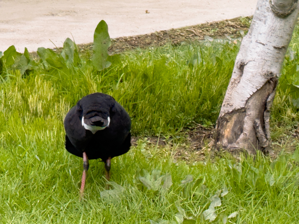 Australisches Purpurhuhn von hinten mit weissem Bürzel