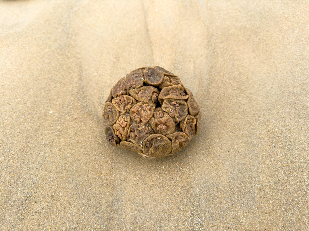 Lustige "Algenkugeln" am Strand von Balnarring