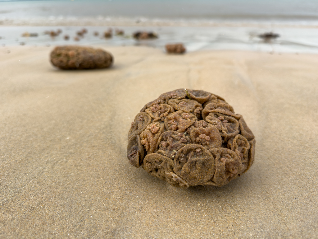 Lustige "Algenkugeln" am Strand von Balnarring