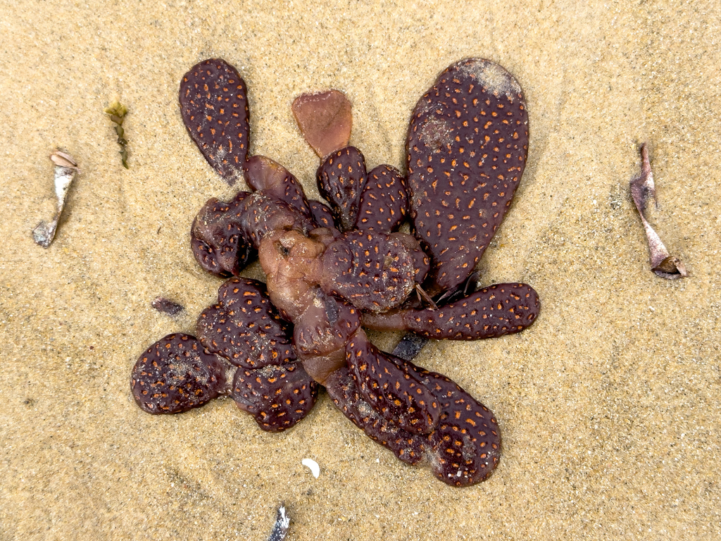 Algen am Strand von Balnarring