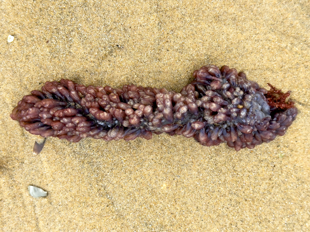 Eine weitere Alge (?) am Strand von Balnarring