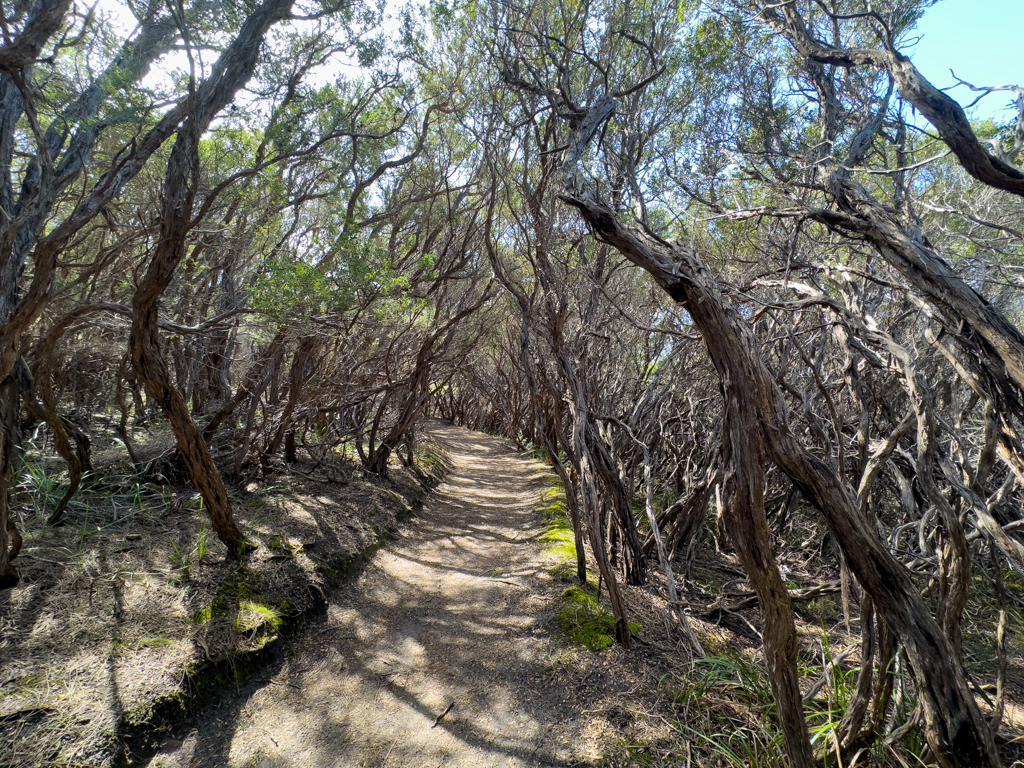 Wanderweg im Wilsons Promontory N.P.