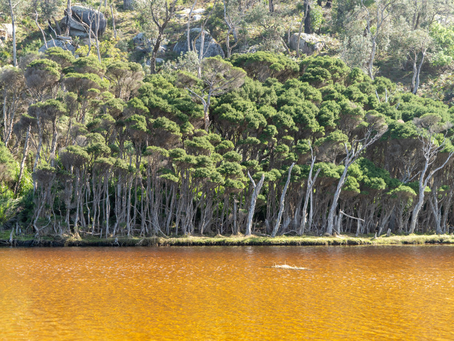 Wald am Tidal River im Wilsons Promontory N.P.